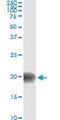 Basic Leucine Zipper ATF-Like Transcription Factor antibody, H00010538-M01, Novus Biologicals, Immunoprecipitation image 
