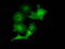 MOB Kinase Activator 3B antibody, TA501499, Origene, Immunofluorescence image 