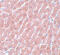 POU Class 5 Homeobox 1 antibody, 5581, ProSci, Immunohistochemistry paraffin image 