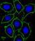 c-Kit antibody, abx025503, Abbexa, Western Blot image 