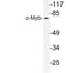 MYB Proto-Oncogene, Transcription Factor antibody, LS-C177800, Lifespan Biosciences, Western Blot image 