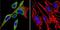 Heat Shock Protein 90 Alpha Family Class B Member 1 antibody, NB120-5455, Novus Biologicals, Immunofluorescence image 