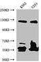 Mad3l antibody, CSB-RA263021A0HU, Cusabio, Western Blot image 