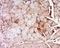 Lipase C, Hepatic Type antibody, orb184950, Biorbyt, Immunohistochemistry paraffin image 