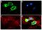Apolipoprotein A2 antibody, 701236, Invitrogen Antibodies, Immunofluorescence image 