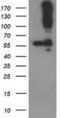 CUB Domain Containing Protein 1 antibody, MA5-25371, Invitrogen Antibodies, Western Blot image 