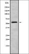 Raftlin Family Member 2 antibody, orb338595, Biorbyt, Western Blot image 
