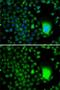 TATA-Box Binding Protein Associated Factor 5 antibody, GTX32908, GeneTex, Immunofluorescence image 