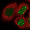 H1 Histone Family Member O Oocyte Specific antibody, NBP1-86265, Novus Biologicals, Immunofluorescence image 