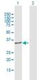 Matrix AAA Peptidase Interacting Protein 1 antibody, H00079568-D01P, Novus Biologicals, Western Blot image 