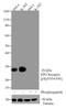 Erythropoietin Receptor antibody, 710484, Invitrogen Antibodies, Western Blot image 