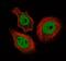 CCCTC-Binding Factor antibody, NBP2-52909, Novus Biologicals, Immunofluorescence image 