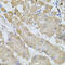 Bestrophin 1 antibody, 18-909, ProSci, Immunohistochemistry paraffin image 