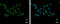 Nucleolar Pre-RRNA Processing Protein NIP7 antibody, GTX120926, GeneTex, Immunofluorescence image 