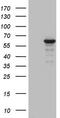 Zinc Finger Protein 286A antibody, TA803404BM, Origene, Western Blot image 