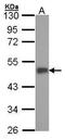 ESE-1 antibody, TA308783, Origene, Western Blot image 