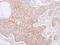 Alpha-adducin antibody, NBP2-15359, Novus Biologicals, Immunohistochemistry paraffin image 