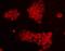 SIK Family Kinase 3 antibody, orb378388, Biorbyt, Immunocytochemistry image 