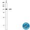 Tripartite Motif Containing 28 antibody, MAB7785, R&D Systems, Western Blot image 