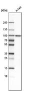 Sterile Alpha Motif Domain Containing 4B antibody, HPA016800, Atlas Antibodies, Western Blot image 