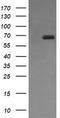 Endoglin antibody, TA506144AM, Origene, Western Blot image 