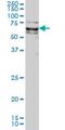 Kruppel Like Factor 11 antibody, H00008462-M01, Novus Biologicals, Western Blot image 