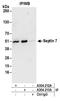 Septin-7 antibody, A304-212A, Bethyl Labs, Immunoprecipitation image 