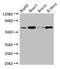 Heterogeneous Nuclear Ribonucleoprotein L antibody, LS-C375900, Lifespan Biosciences, Western Blot image 
