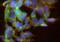 OPRM1 antibody, ab10275, Abcam, Immunofluorescence image 