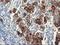 Dipeptidyl Peptidase Like 10 antibody, LS-C173320, Lifespan Biosciences, Immunohistochemistry frozen image 