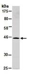 Synaptotagmin 5 antibody, orb67119, Biorbyt, Western Blot image 