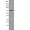 ARK5 antibody, abx217263, Abbexa, Western Blot image 