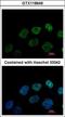 Glutamate Rich WD Repeat Containing 1 antibody, LS-C155558, Lifespan Biosciences, Immunofluorescence image 