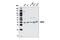 Mitogen-Activated Protein Kinase Kinase 3 antibody, 5674S, Cell Signaling Technology, Western Blot image 