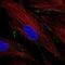 TBC1 Domain Family Member 24 antibody, NBP2-57341, Novus Biologicals, Immunofluorescence image 