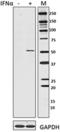 Interferon Regulatory Factor 7 antibody, 696402, BioLegend, Western Blot image 