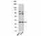 Syndecan 4 antibody, 33-003, ProSci, Western Blot image 