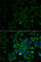 Receptor For Activated C Kinase 1 antibody, 13-056, ProSci, Immunofluorescence image 
