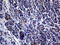 Interleukin 24 antibody, LS-C794893, Lifespan Biosciences, Immunohistochemistry paraffin image 