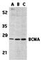 TNF Receptor Superfamily Member 17 antibody, orb74438, Biorbyt, Western Blot image 