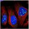 Coiled-Coil Domain Containing 160 antibody, NBP2-31104, Novus Biologicals, Immunofluorescence image 