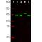 Neurofilament Medium antibody, NB300-134, Novus Biologicals, Western Blot image 