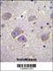 WD Repeat Domain 27 antibody, 56-043, ProSci, Immunohistochemistry frozen image 