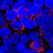 CD70 Molecule antibody, MAB2738, R&D Systems, Immunocytochemistry image 