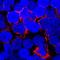 CD70 Molecule antibody, MAB2738, R&D Systems, Immunocytochemistry image 