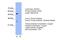 Transcription factor SOX-5 antibody, PA5-40696, Invitrogen Antibodies, Western Blot image 