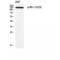 Insulin Receptor Substrate 1 antibody, LS-C381475, Lifespan Biosciences, Western Blot image 