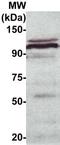 Platelet And Endothelial Cell Adhesion Molecule 1 antibody, TA354491, Origene, Western Blot image 