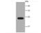 Synaptosome Associated Protein 23 antibody, NBP2-67157, Novus Biologicals, Western Blot image 
