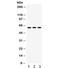 Lumican antibody, R32130, NSJ Bioreagents, Western Blot image 